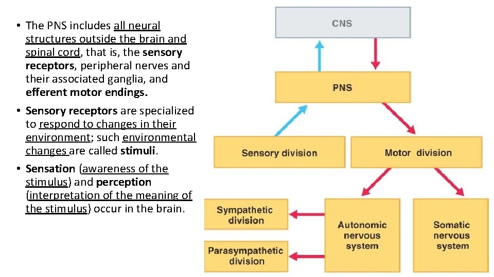  • The PNS includes all neural structures outside the brain and spinal cord,