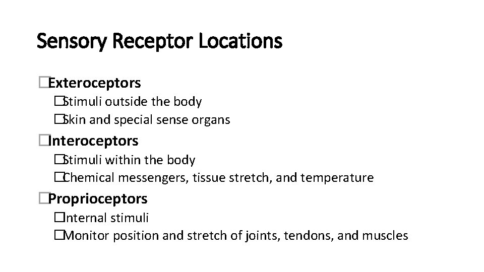 Sensory Receptor Locations �Exteroceptors �Stimuli outside the body �Skin and special sense organs �Interoceptors