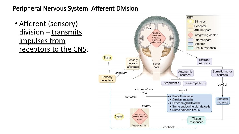 Peripheral Nervous System: Afferent Division • Afferent (sensory) division – transmits impulses from receptors
