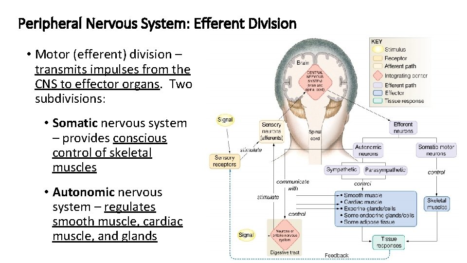 Peripheral Nervous System: Efferent Division • Motor (efferent) division – transmits impulses from the