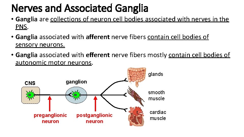 Nerves and Associated Ganglia • Ganglia are collections of neuron cell bodies associated with