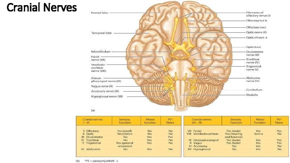 Cranial Nerves 