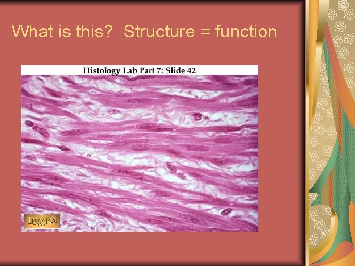What is this? Structure = function 