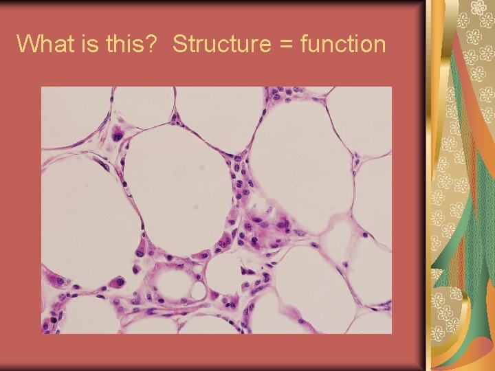 What is this? Structure = function 
