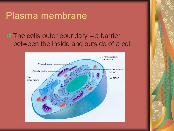 Plasma membrane The cells outer boundary – a barrier between the inside and outside