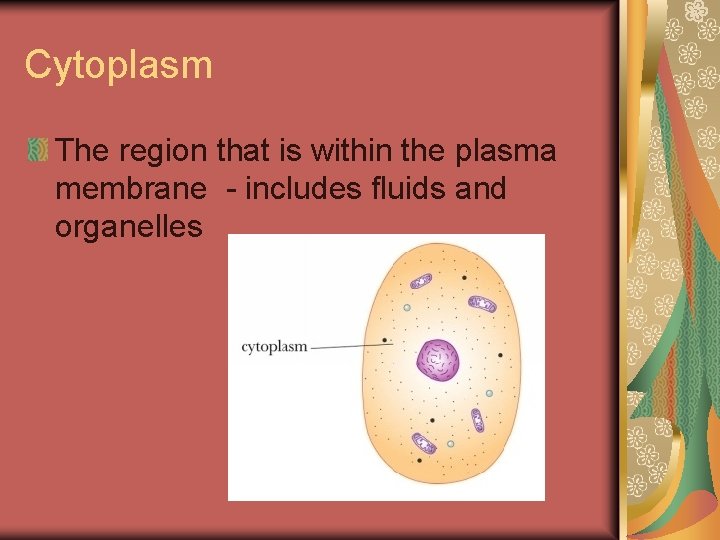 Cytoplasm The region that is within the plasma membrane - includes fluids and organelles
