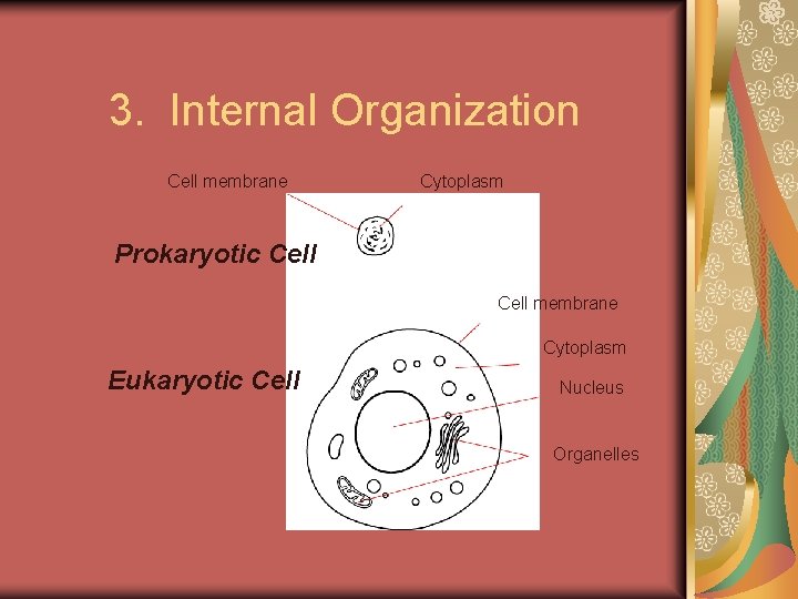3. Internal Organization Cell membrane Cytoplasm Prokaryotic Cell membrane Cytoplasm Eukaryotic Cell Nucleus Organelles