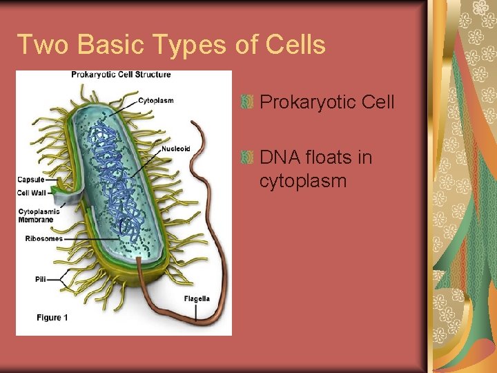 Two Basic Types of Cells Prokaryotic Cell DNA floats in cytoplasm 