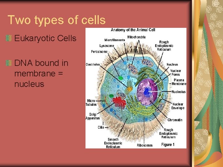 Two types of cells Eukaryotic Cells DNA bound in membrane = nucleus 