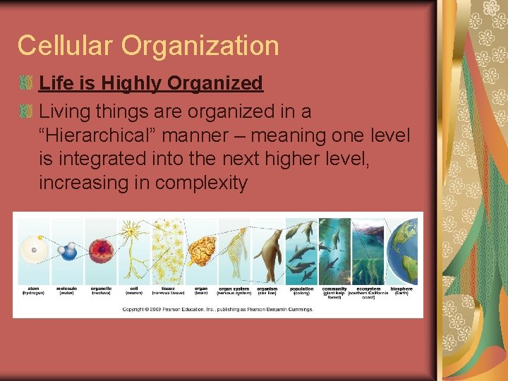 Cellular Organization Life is Highly Organized Living things are organized in a “Hierarchical” manner