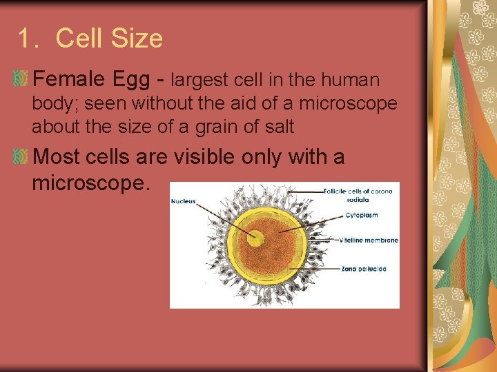 1. Cell Size Female Egg - largest cell in the human body; seen without