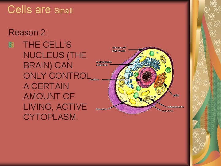 Cells are Small Reason 2: THE CELL'S NUCLEUS (THE BRAIN) CAN ONLY CONTROL A