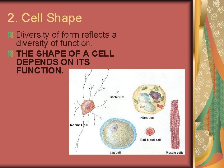 2. Cell Shape Diversity of form reflects a diversity of function. THE SHAPE OF