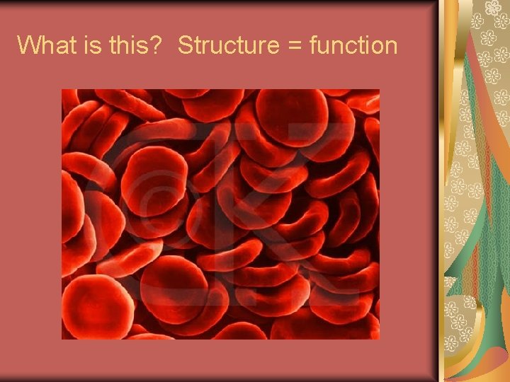 What is this? Structure = function 