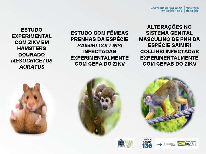 ESTUDO EXPERIMENTAL COM ZIKV EM HAMSTERS DOURADO MESOCRICETUS AURATUS ESTUDO COM FÊMEAS PRENHAS DA