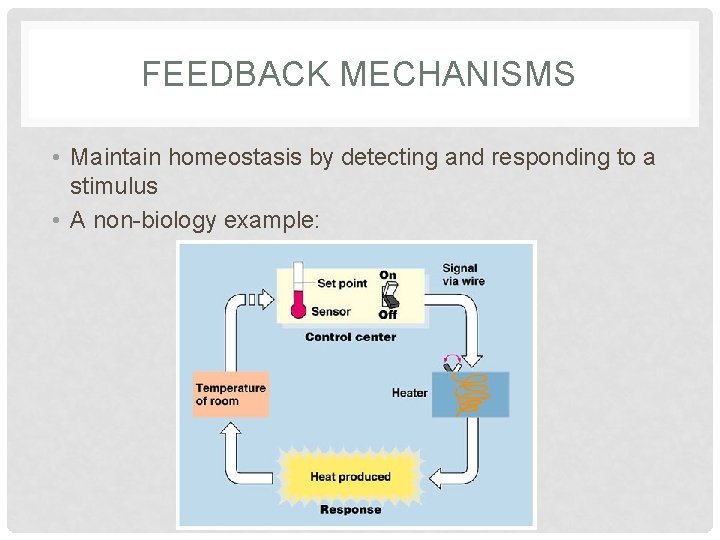 FEEDBACK MECHANISMS • Maintain homeostasis by detecting and responding to a stimulus • A FEEDBACK MECHANISMS • Maintain homeostasis by detecting and responding to a stimulus • A