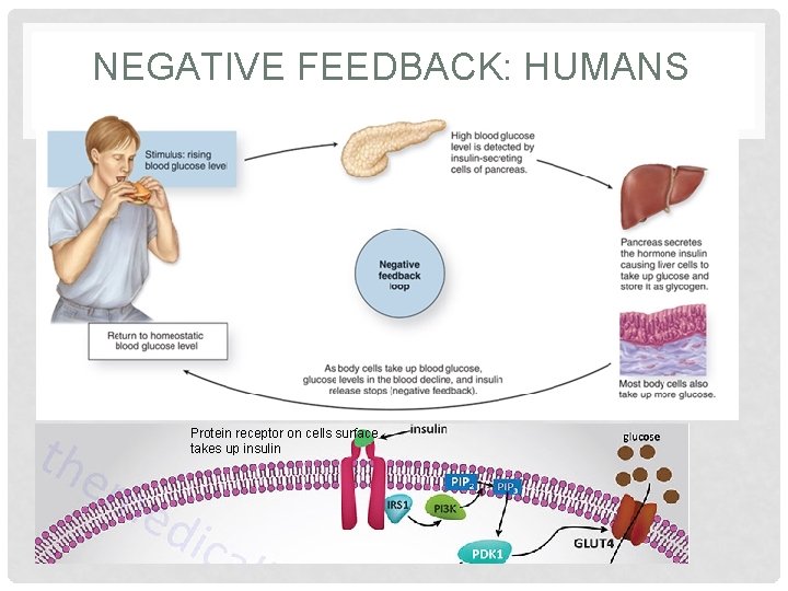 NEGATIVE FEEDBACK: HUMANS Protein receptor on cells surface takes up insulin  NEGATIVE FEEDBACK: HUMANS Protein receptor on cells surface takes up insulin