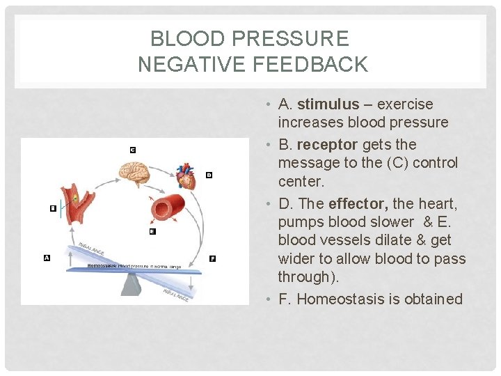 BLOOD PRESSURE NEGATIVE FEEDBACK • A. stimulus – exercise increases blood pressure • B. BLOOD PRESSURE NEGATIVE FEEDBACK • A. stimulus – exercise increases blood pressure • B.