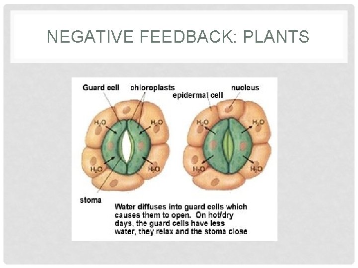 NEGATIVE FEEDBACK: PLANTS  NEGATIVE FEEDBACK: PLANTS