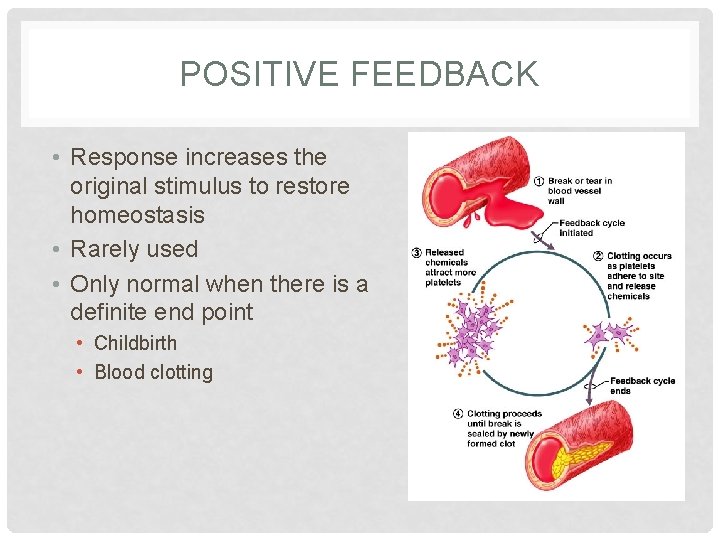 POSITIVE FEEDBACK • Response increases the original stimulus to restore homeostasis • Rarely used POSITIVE FEEDBACK • Response increases the original stimulus to restore homeostasis • Rarely used