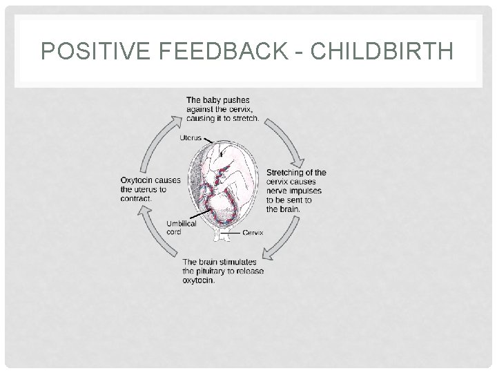 POSITIVE FEEDBACK - CHILDBIRTH  POSITIVE FEEDBACK - CHILDBIRTH