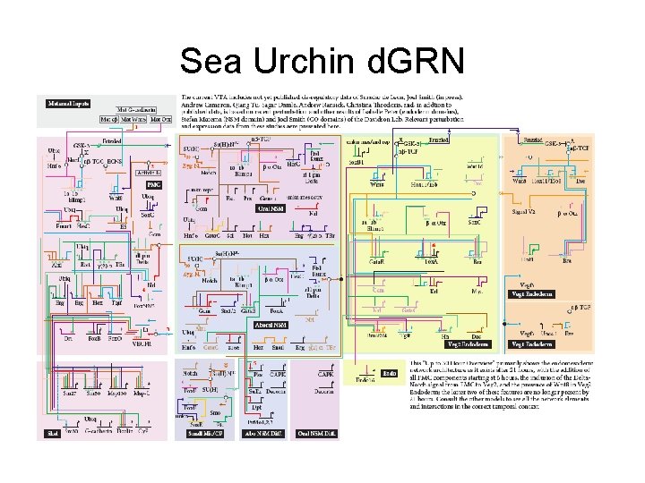 Sea Urchin d. GRN Biotapestry. org 