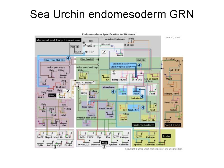 Sea Urchin endomesoderm GRN 