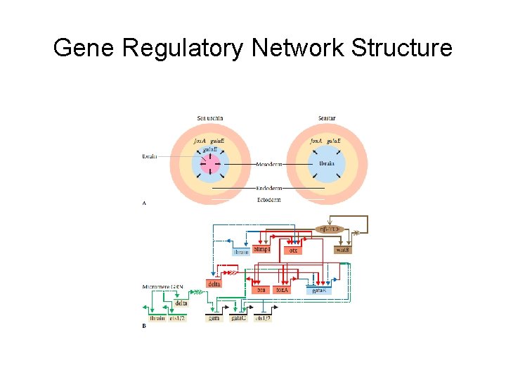 Gene Regulatory Network Structure Erwin and Valentine, Forthcoming, 2012; after Davidson 