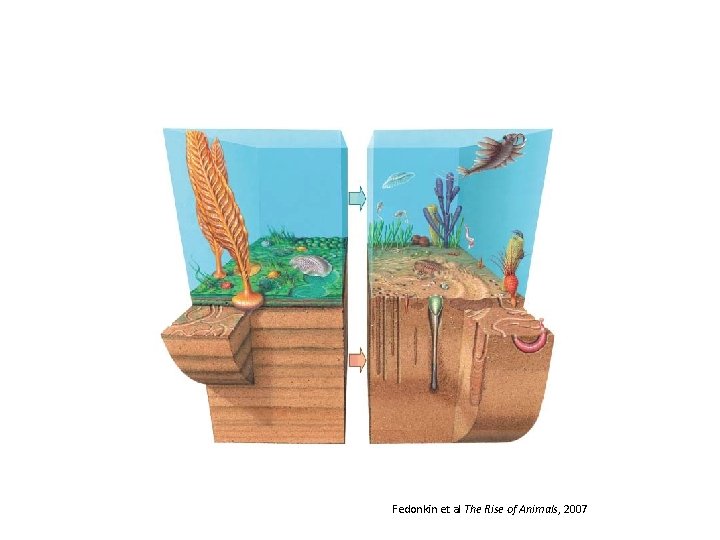 Fedonkin et al The Rise of Animals, 2007 