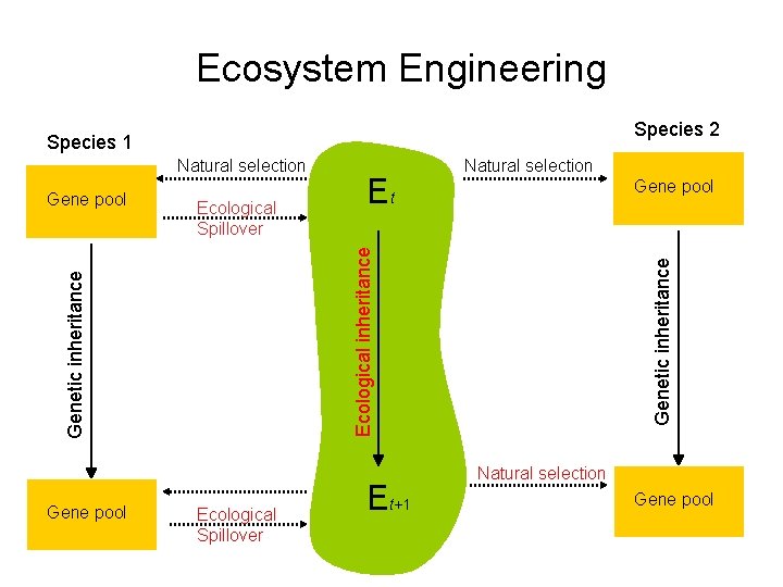 Ecosystem Engineering Species 2 Species 1 Natural selection Et Natural selection Gene pool Ecological