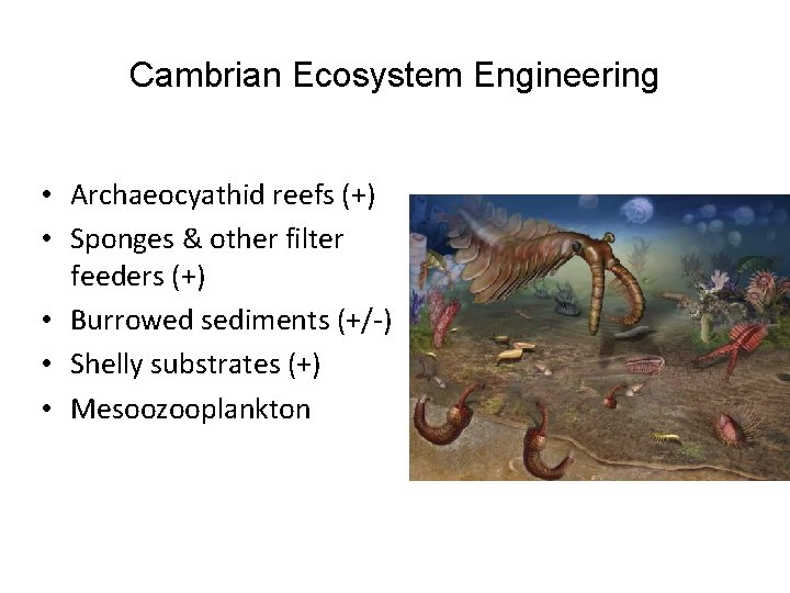 Cambrian Ecosystem Engineering • Archaeocyathid reefs (+) • Sponges & other filter feeders (+)
