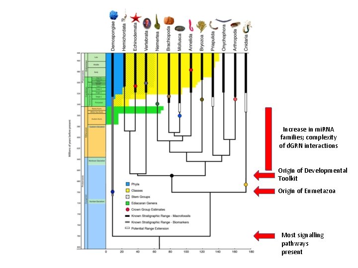 Increase in mi. RNA families; complexity of d. GRN interactions Origin of Developmental Toolkit