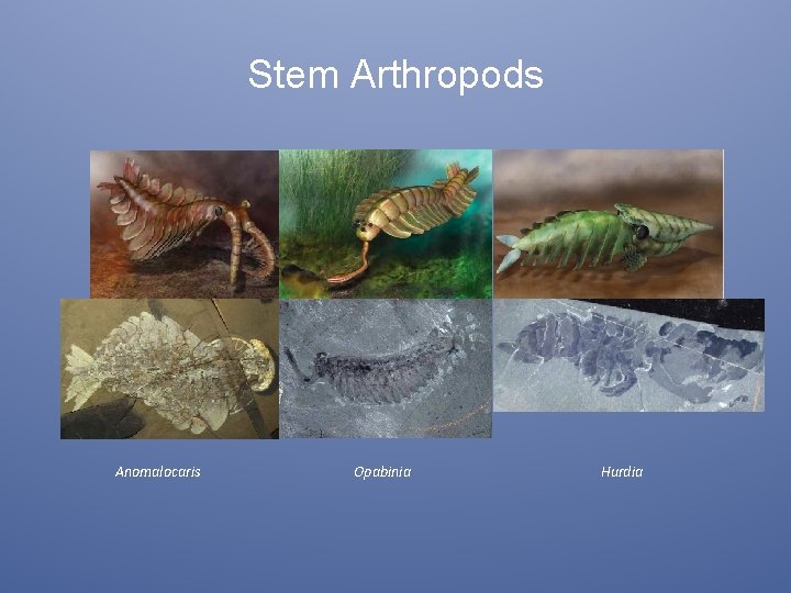 Stem Arthropods Anomalocaris Opabinia Hurdia 