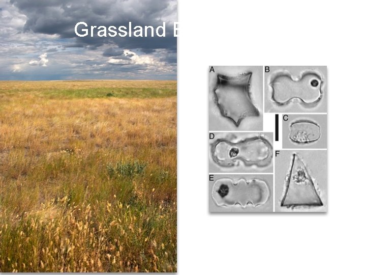 Grassland Evolution 