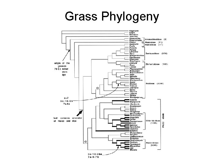 Grass Phylogeny Kellogg, 2001, Plant Physiology 
