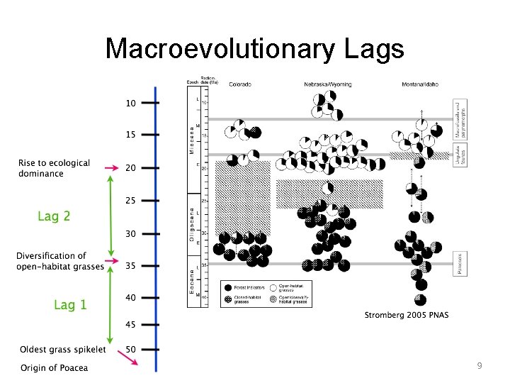 Macroevolutionary Lags 