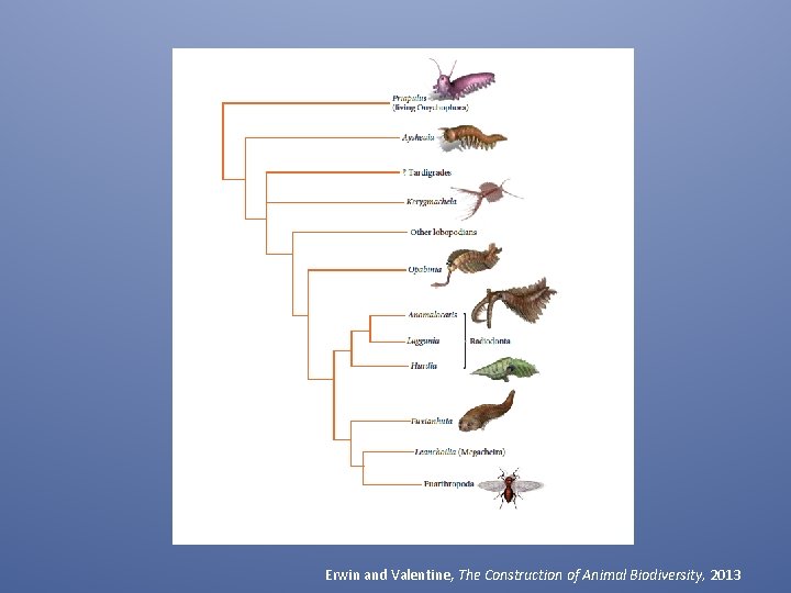 Erwin and Valentine, The Construction of Animal Biodiversity, 2013 