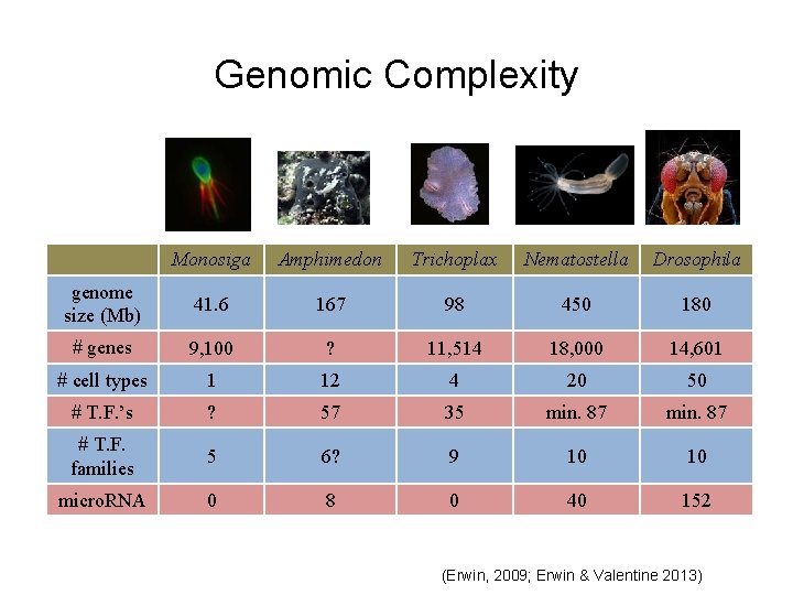 Genomic Complexity Monosiga Amphimedon Trichoplax Nematostella Drosophila genome size (Mb) 41. 6 167 98