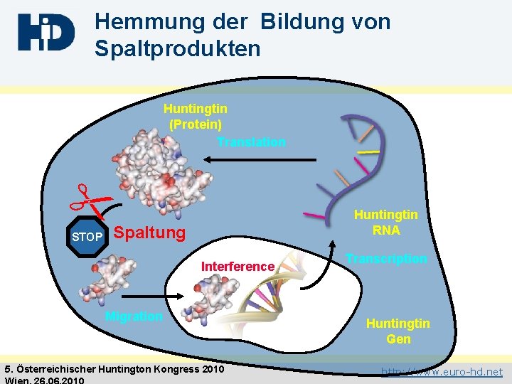 Hemmung der Bildung von Spaltprodukten Huntingtin (Protein) Translation " STOP Huntingtin RNA Spaltung Interference