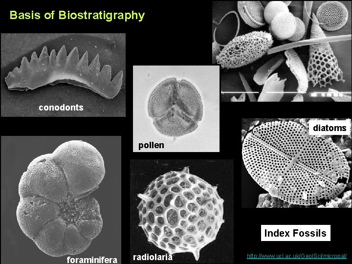 Basis of Biostratigraphy conodonts diatoms pollen Index Fossils foraminifera radiolaria http: //www. ucl. ac.