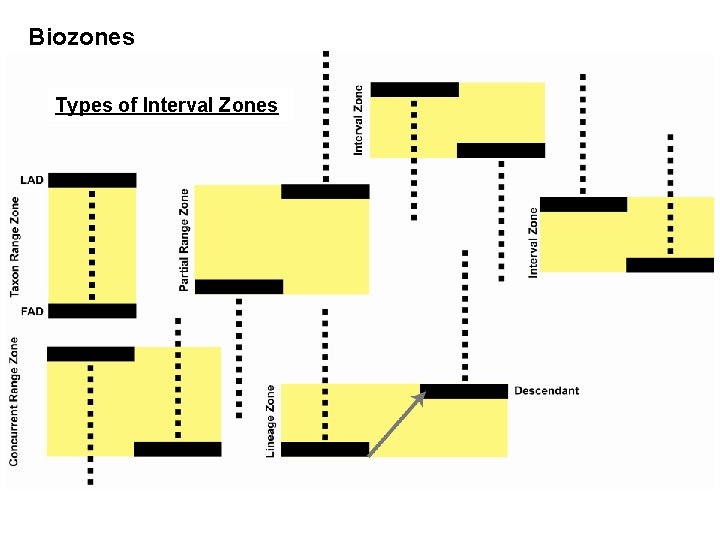 Biozones Types of Interval Zones 