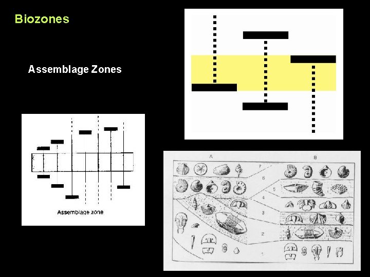 Biozones Assemblage Zones 