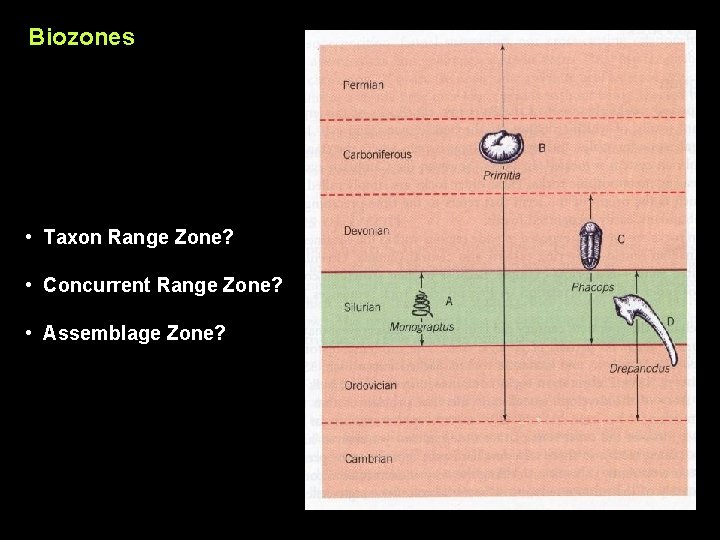 Biozones • Taxon Range Zone? • Concurrent Range Zone? • Assemblage Zone? 