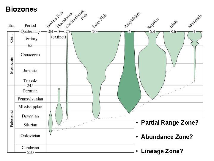 Biozones • Partial Range Zone? • Abundance Zone? • Lineage Zone? 