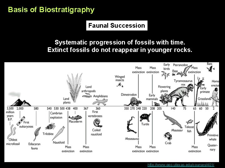Basis of Biostratigraphy Faunal Succession Systematic progression of fossils with time. Extinct fossils do