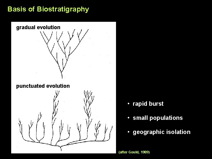 Basis of Biostratigraphy gradual evolution punctuated evolution • rapid burst • small populations •