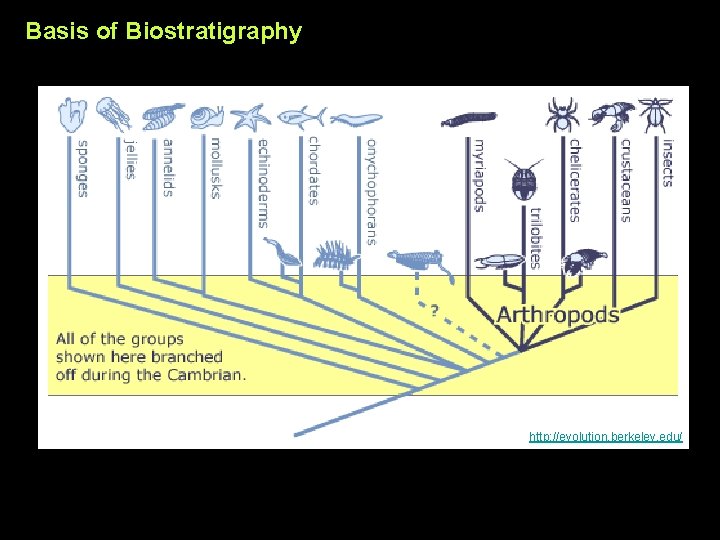 Basis of Biostratigraphy http: //evolution. berkeley. edu/ 