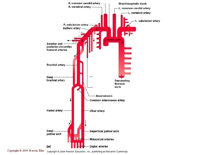 Copyright © 2004 Pearson Education, Inc. , publishing as Benjamin Cummings 