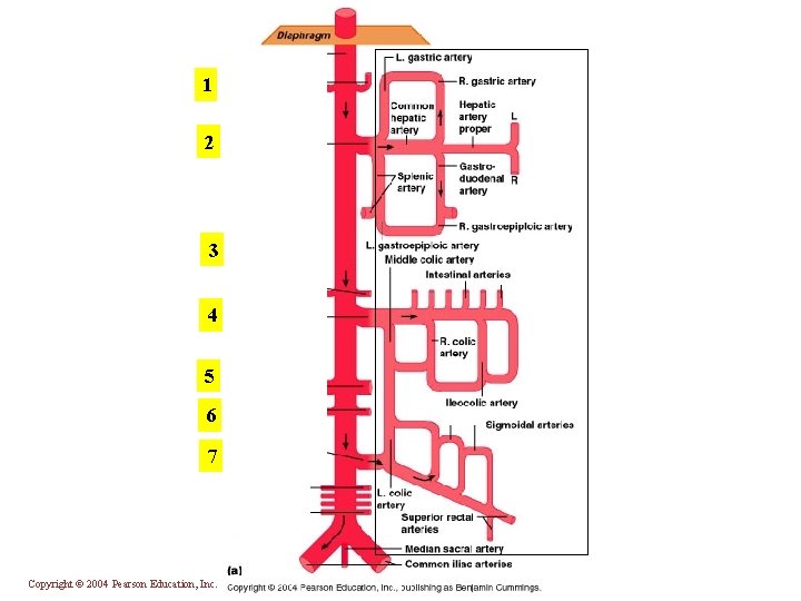 1 2 3 4 5 6 7 Copyright © 2004 Pearson Education, Inc. ,