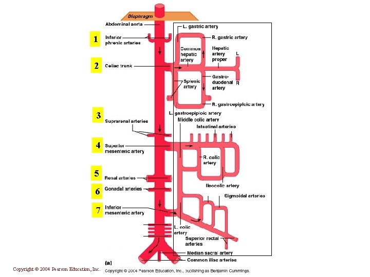 1 2 3 4 5 6 7 Copyright © 2004 Pearson Education, Inc. ,